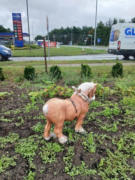 Konik ogrodowy duży