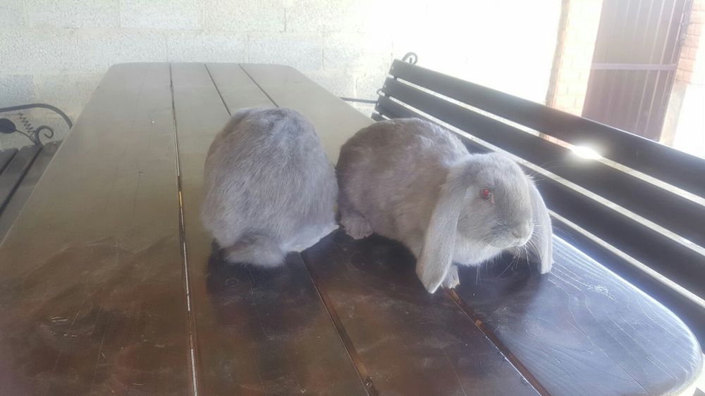 Французькі барани