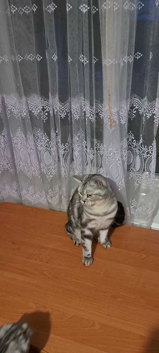 Кішка клубна шотландка прямовуха документи родовідWCF впкцинована