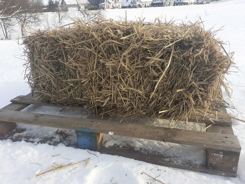 Słoma solidna kostka (90cm x 50cm x 50cm) (ROK 2025)