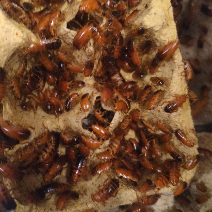 Karaczany tureckie, karmówka dla gadów