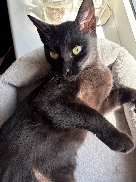 Oddam kotkę do adopcji - zarezerwowana