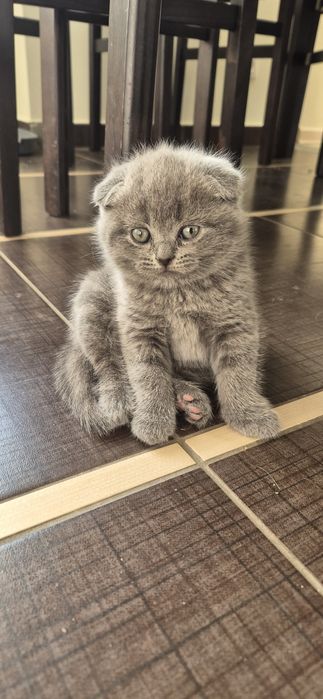 Шотландські Кошенята Scottish straight та Scottish fold