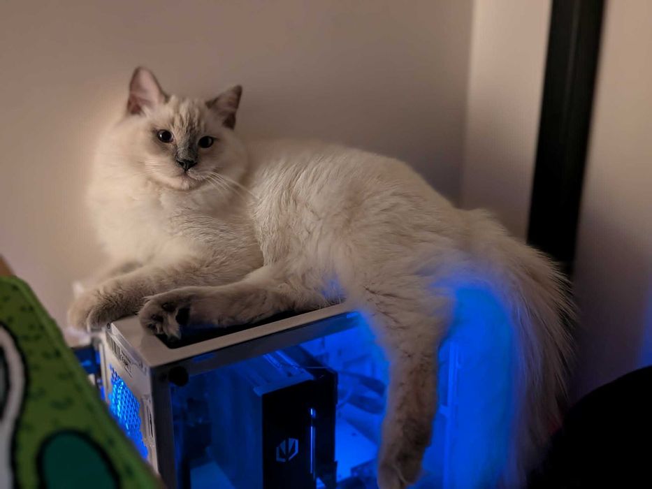 Rasowy kocur Ragdoll z rodowodem FPL / Rodzina z dziećmi i psem