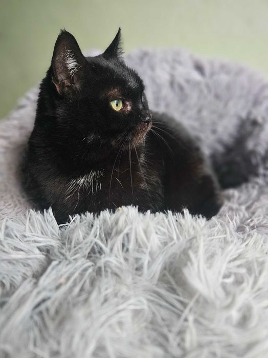 Słowik, Milusiński, 3 letni