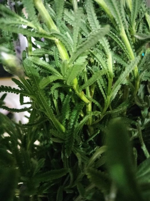 Planta Lavanda Alfazema