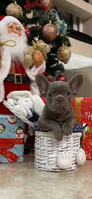 Девочка в окрасе изабелла несет флаффии сосао