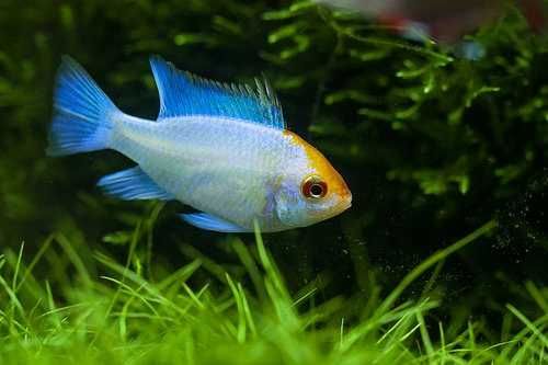 GB Pielęgnica, Pielęgniczka Ramireza Electric Blue  - dowóz ryb!