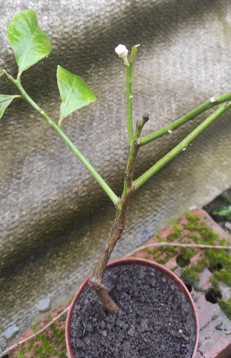 Вкорінений живець з плодоносного лимонного дерева , був із цвітом