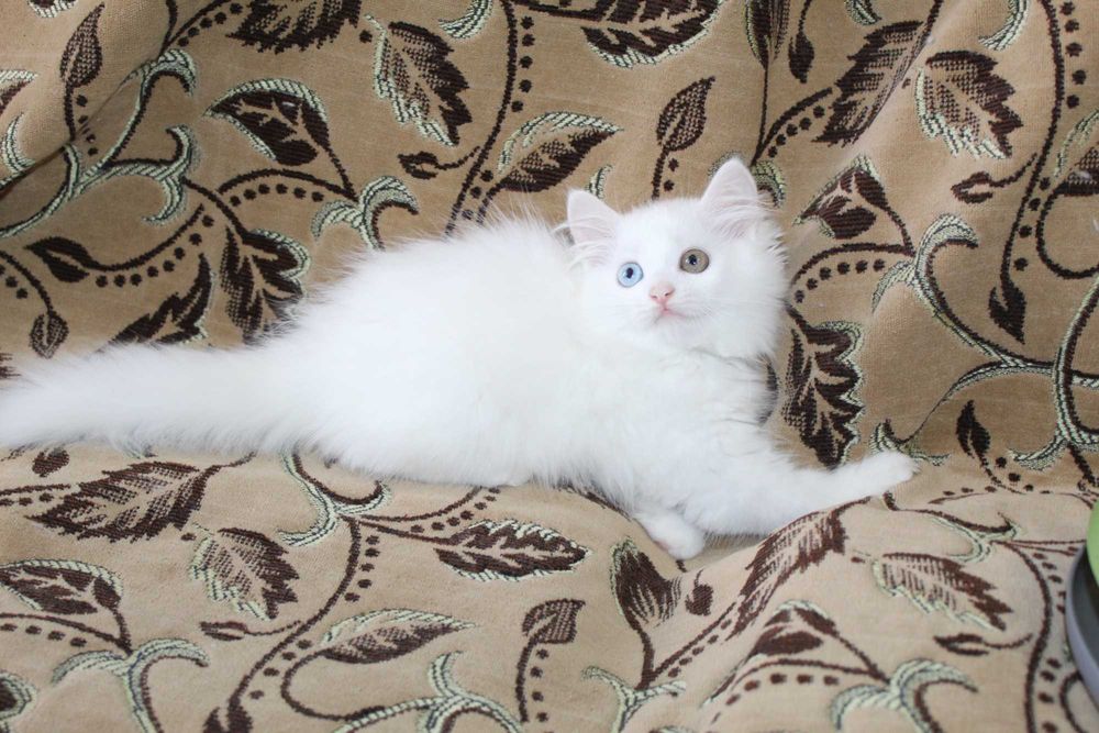 Белые котята голубоглазый, котенок голубые глаза, разноглазый