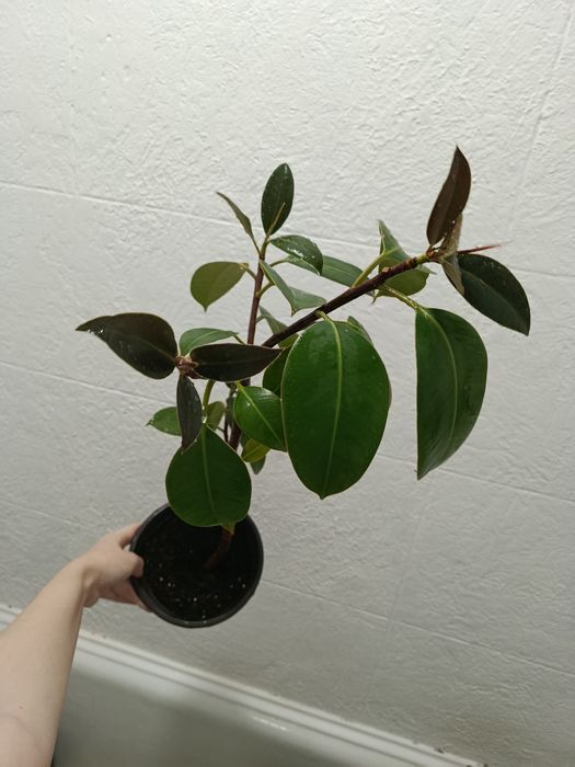 Фікус звичайний дорослий