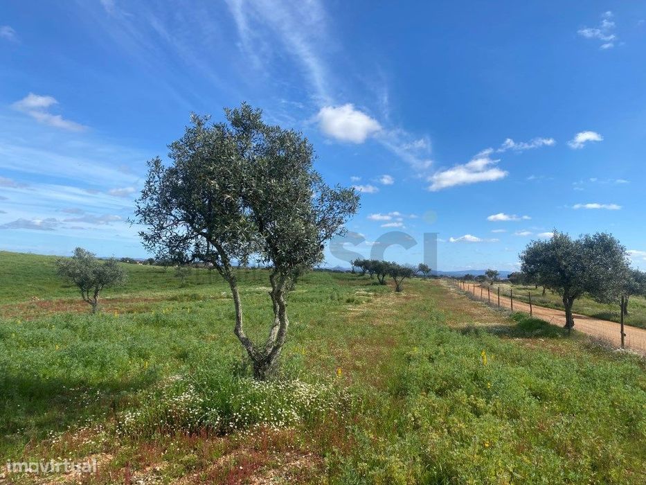 Terreno Rustico com Olival em Vila Nova de São Bento - Serpa