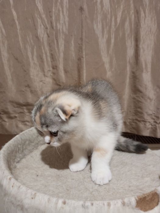 Продам шотландскую кошечку.