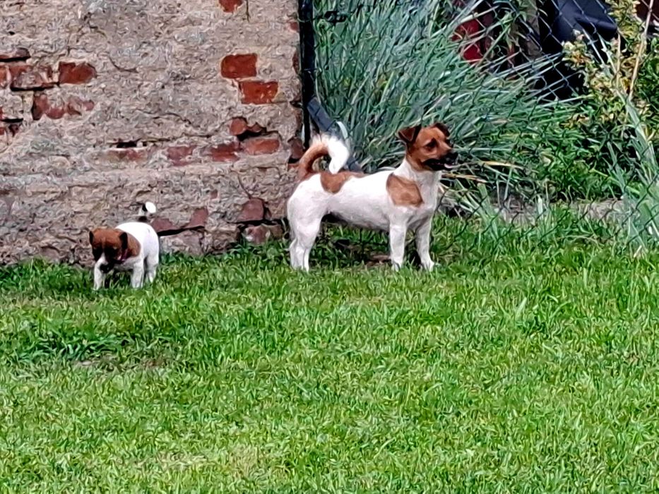 Suczka Jack Russell Terrier FCI ZKwP