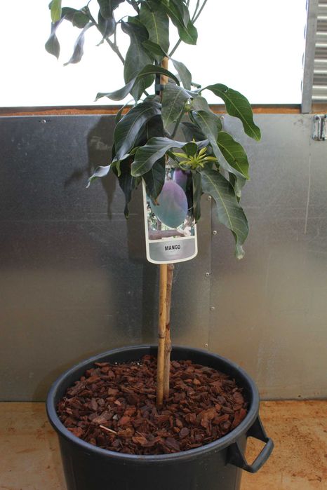 Mango Keitt Tree / Árvore de Manga Keitt