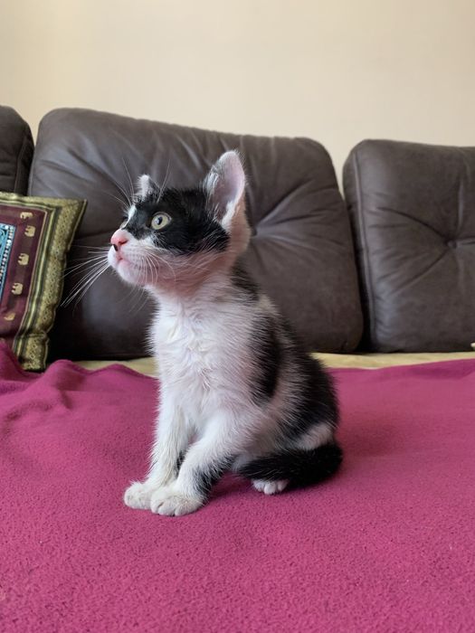Котик фелікс шукає домівку