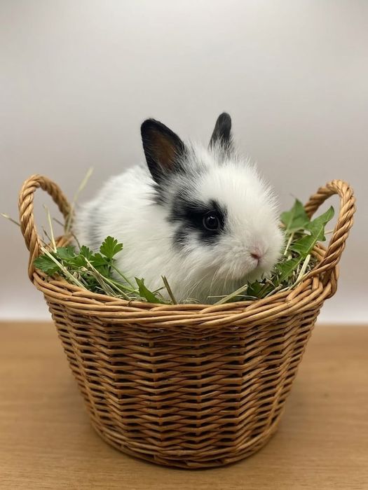 Urocze króliczki karzełki TEDDY – puszyste jak maskotki!