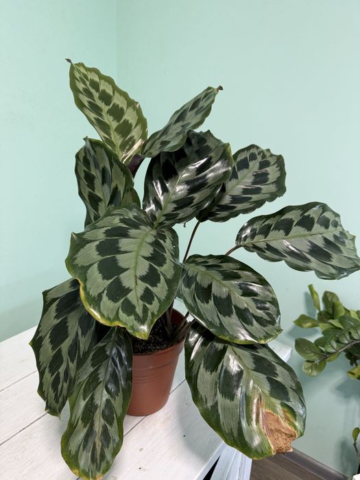 Калатея Лансифолия и Хелен Кенеди величезна домашня
