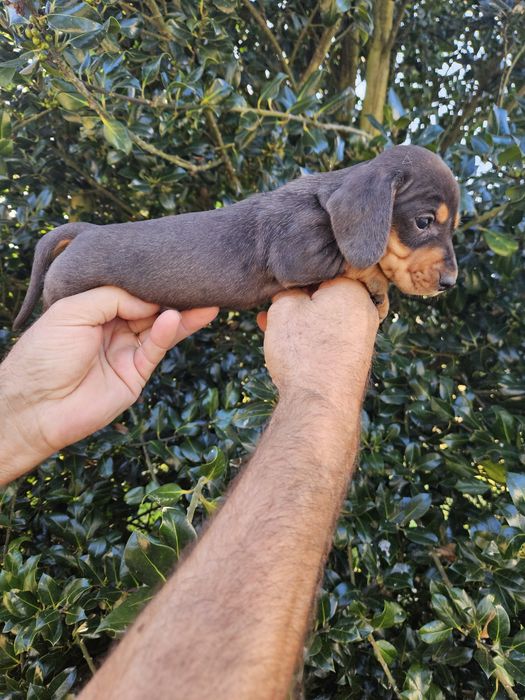 Teckel Arlequim  miniatura