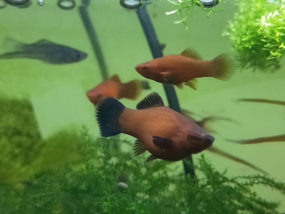 Mieczyk różne odmiany