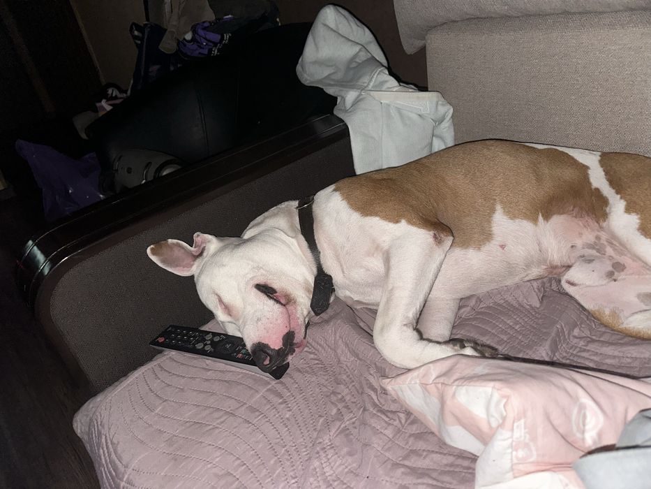 Młody amstaff szuka rodziny