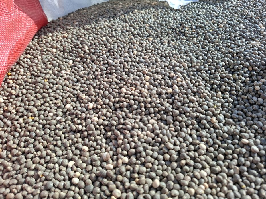 Łubin wąskolistny czyszczony