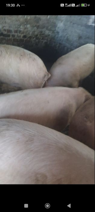 Продам домашніх свиней