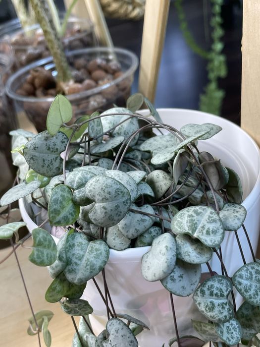 Енджой, Церопегія,алоказія Гагеана варієгатна