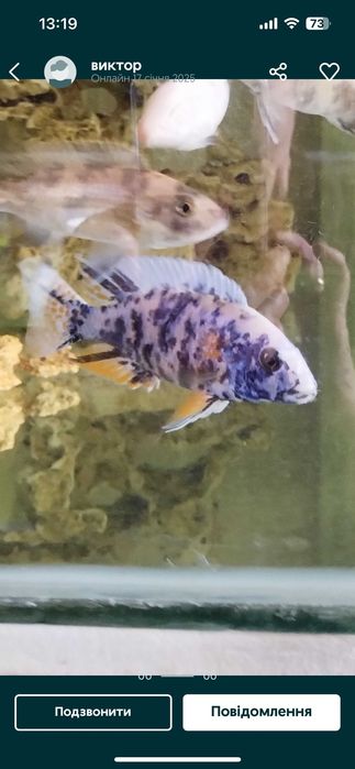 Малёк астронотуса