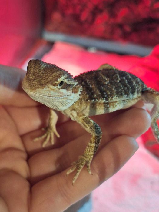 Agama brodata - aktywna, zdrowa, zadbana