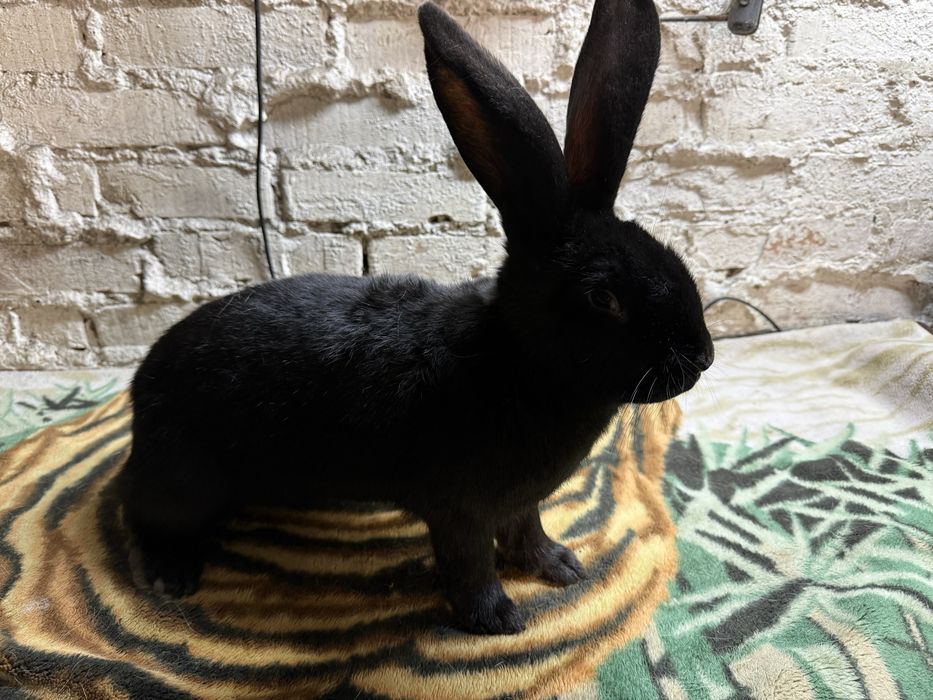 Olbrzym srokacz czarny samica