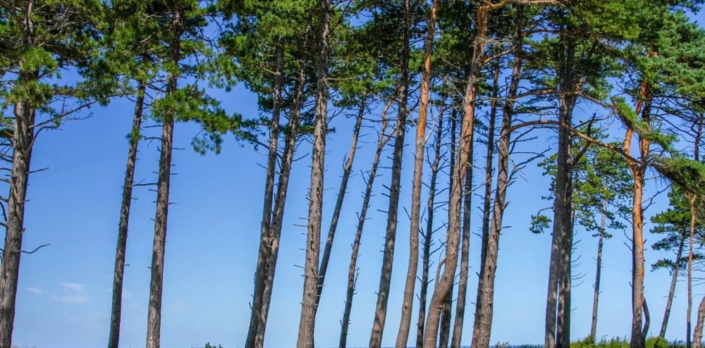 Domki wczasowe nad morzem Rusinowo Jarosławiec noclegi z psem