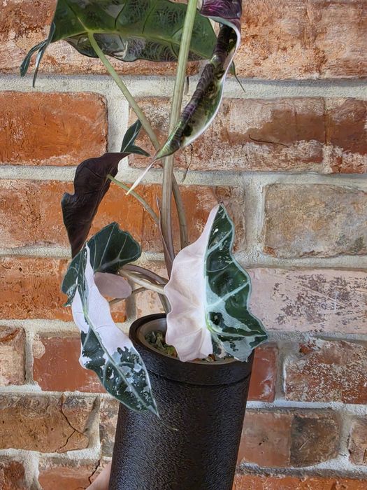 Alocasia Polly Variegated Snow Pink Superb