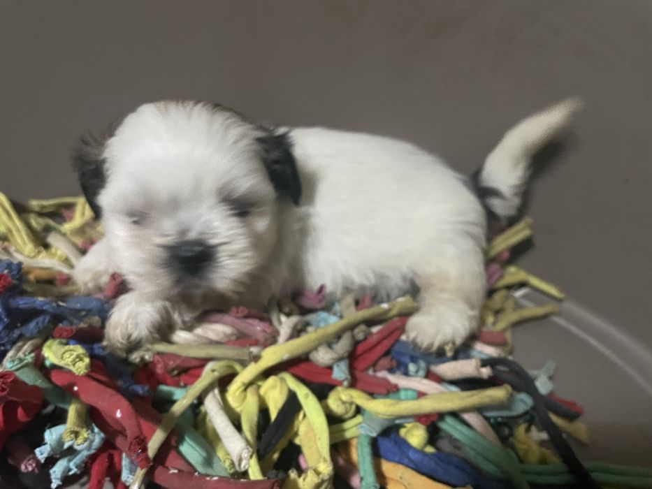 Shi-tzu super top machoexcelente