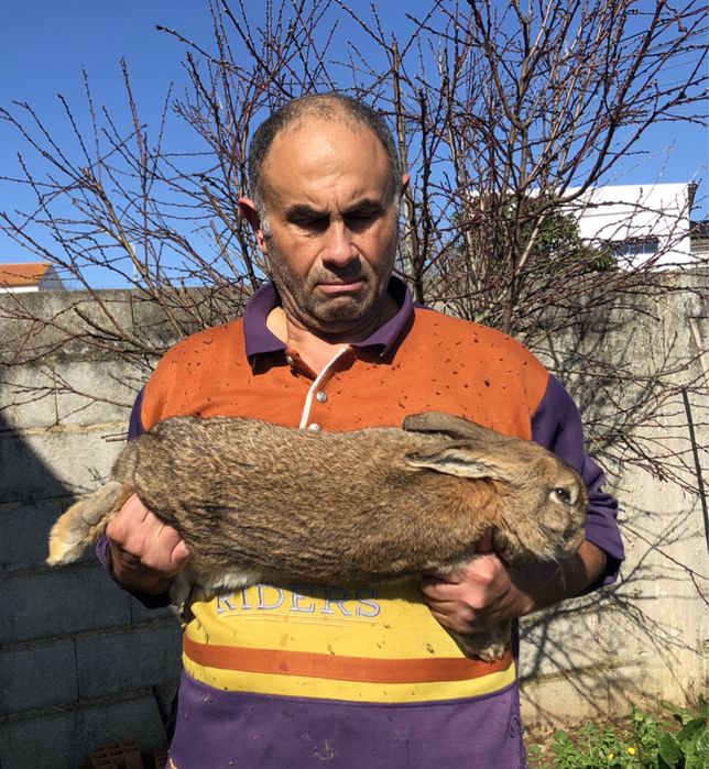Coelho Flemish gigante