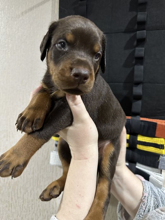 Бронь на шикарних щенков добермана