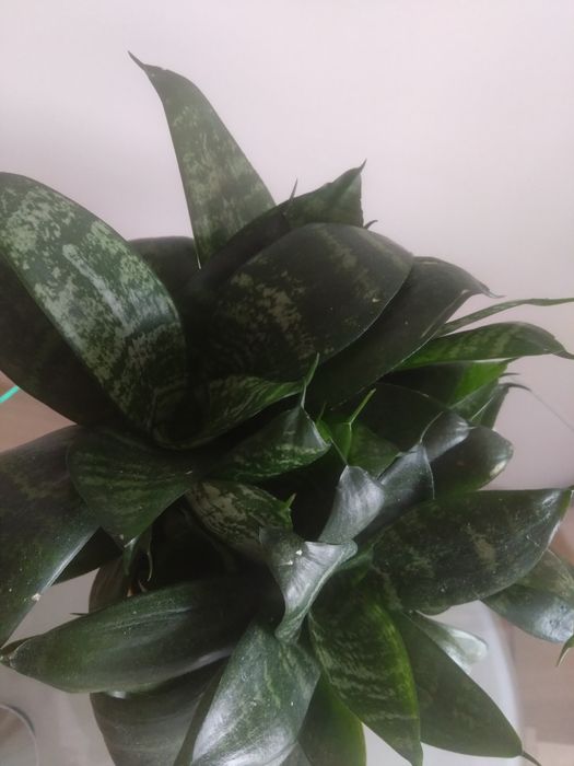 Sansevieria trifasciata 'Green Hahnii'