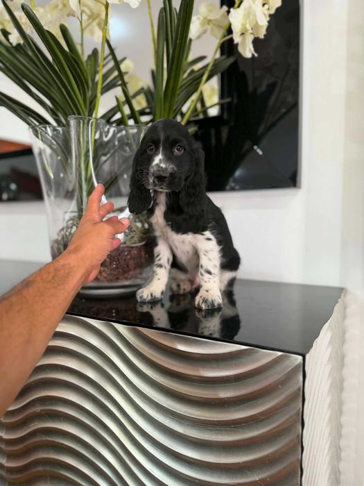 Cocker Spaniel Inglês MACHO  BRANCO E PRETO com LOP e AFIXO