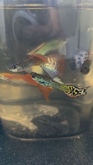 Peixe Guppy água fria