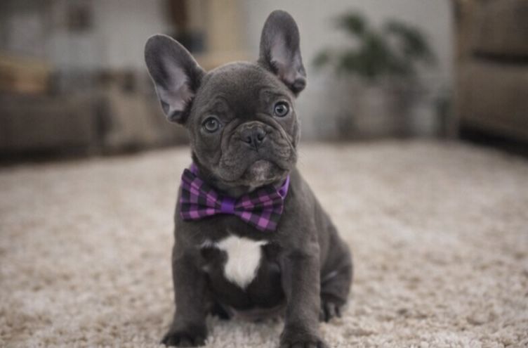 Девочка голубого окраса 2,5 мес