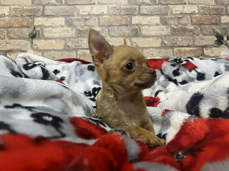 Chihuahua  piesek