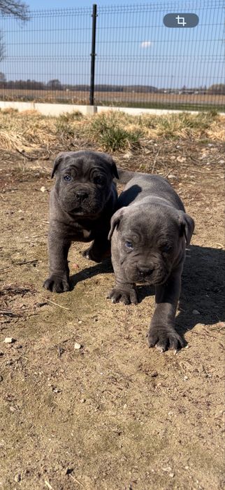 Ostatni Pies błękitny Cane corso