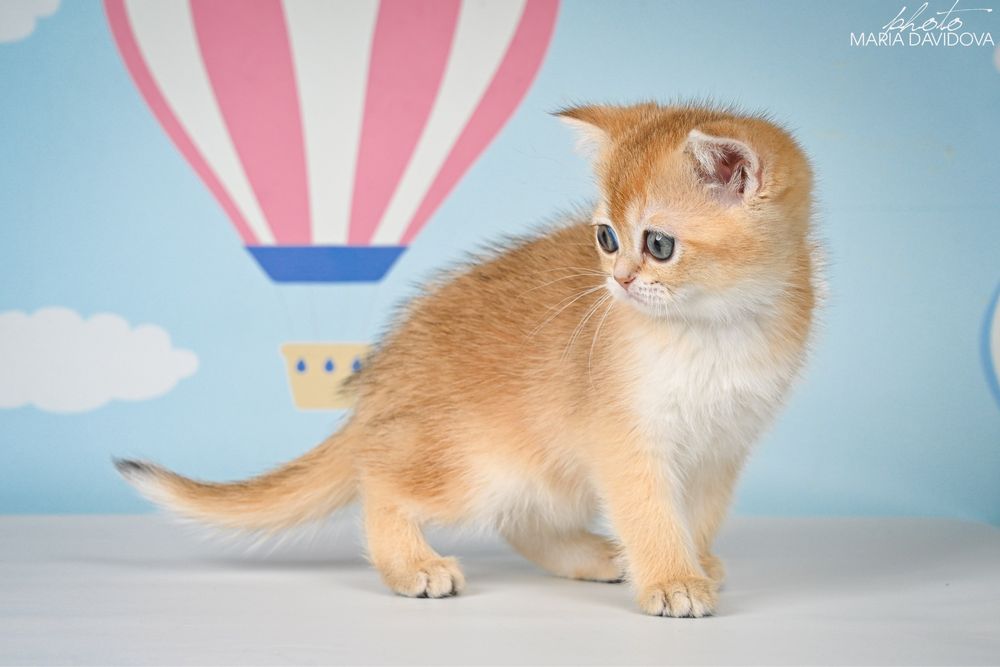 Золотая шиншила 3 месяца