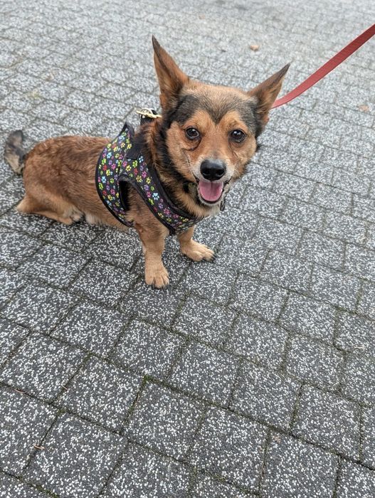 Tobi do adoptowania