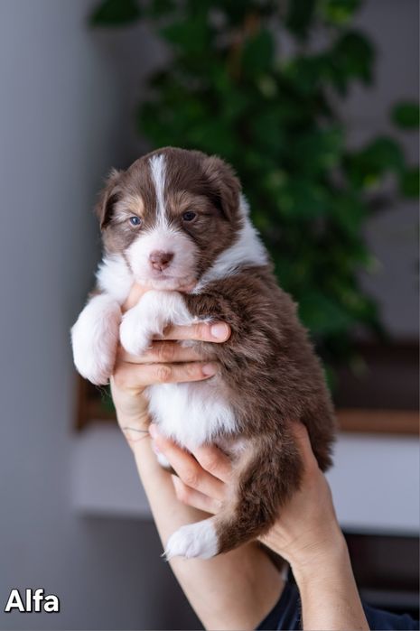 ALFA - owczarek australijski FCI