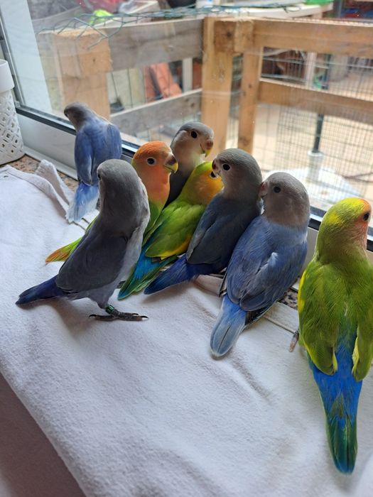 Agapornis Domesticados e Super Meigos