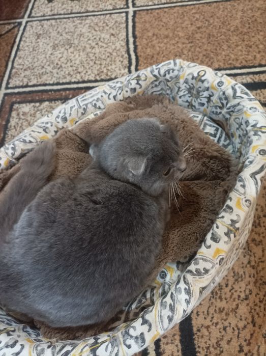 Продам кішку британська весловуха