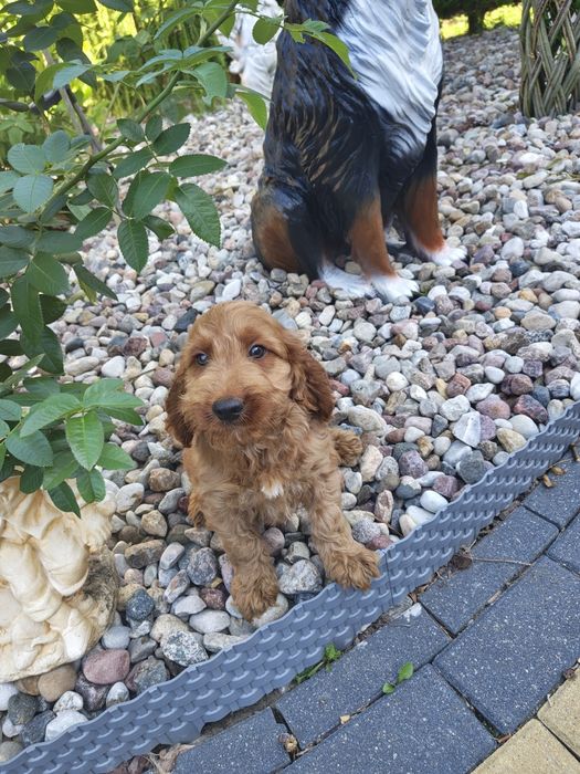 Śliczne cockapoo hybryda F1 piesek gotowy do odbioru