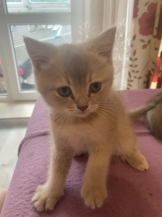 Котик шотландський прямовухий