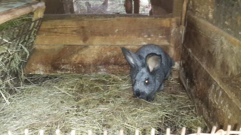 Кролики живым весом и мясо